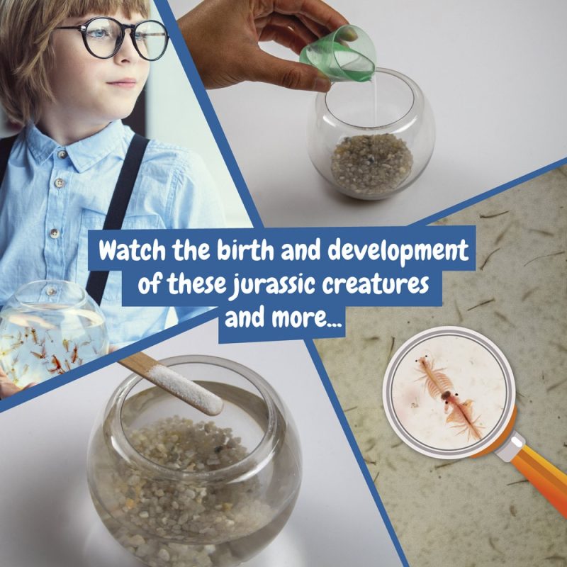 Jurassic Pets Kit I. Educational game for children - Image 4